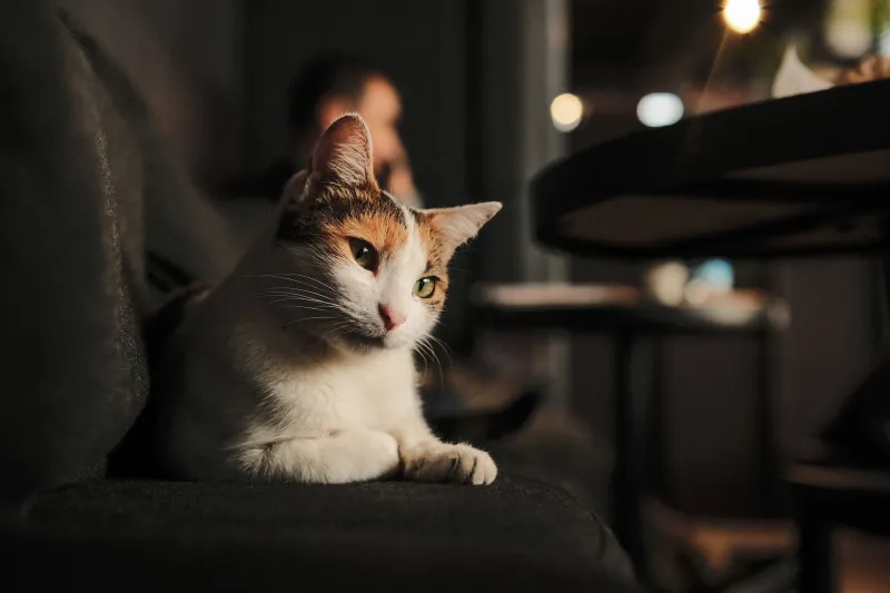 3 AM and Fully Unhinged: The Real Science Behind Your Cat's Nighttime Chaos