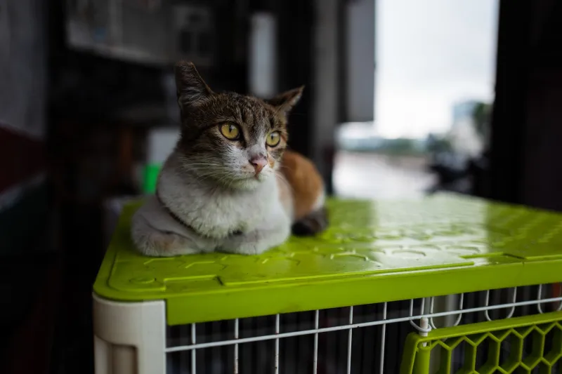 Kittens Get All the Likes — But Adult Cats Are the Real Adoption Secret