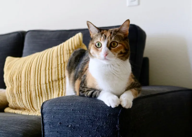 Almost Always Female: The Weird Genetics Behind Calicos and What It Means for California Shelters