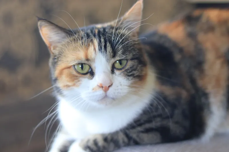 Two Colors, One Cat, Zero Y Chromosomes: The Genetics Behind California's Rarest Coat Pattern