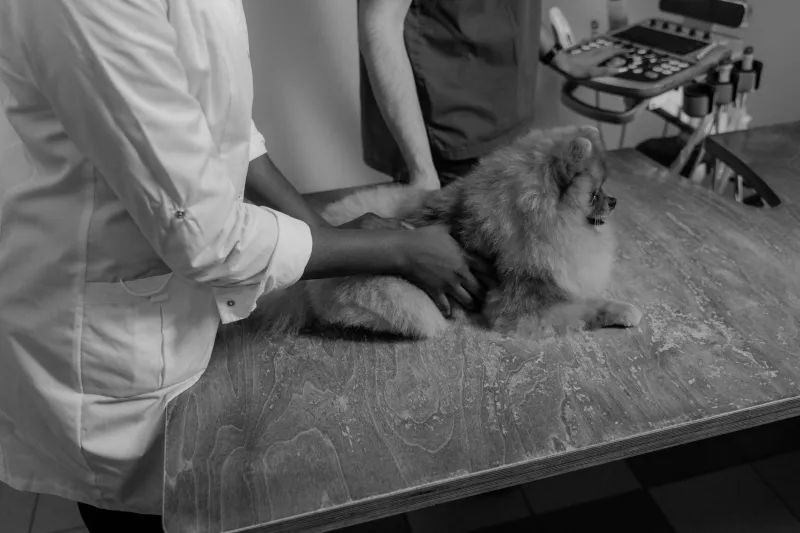 All the Right Resources, All the Wrong Outcomes: Why California Cats Are Still Dying From Diseases We Know How to Fix