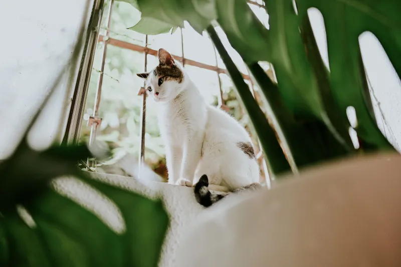 Sunshine State, Confused Cat: What California's Famously Mild Weather Is Actually Doing to Your Indoor Feline