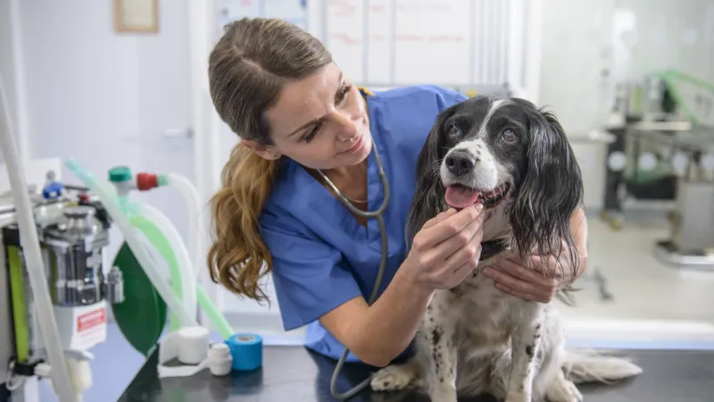 Old Cat, New Tricks: How California Vets Are Finally Getting Serious About Senior Cat Pain
