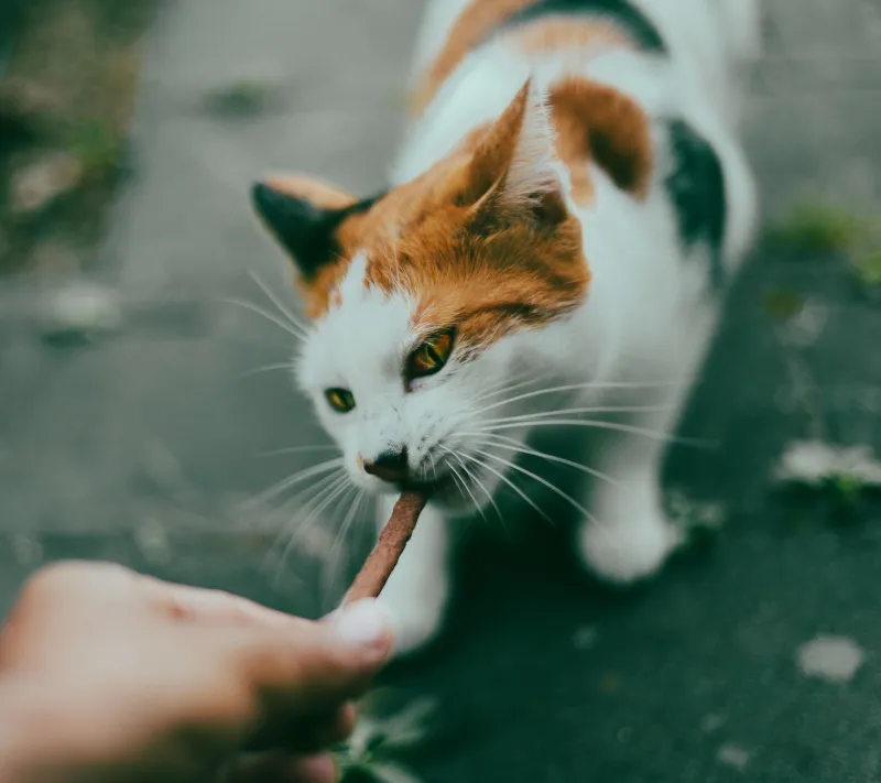 Gut Feelings: The Surprising Science Connecting Your Cat's Belly Bacteria to Their Mood and Lifespan