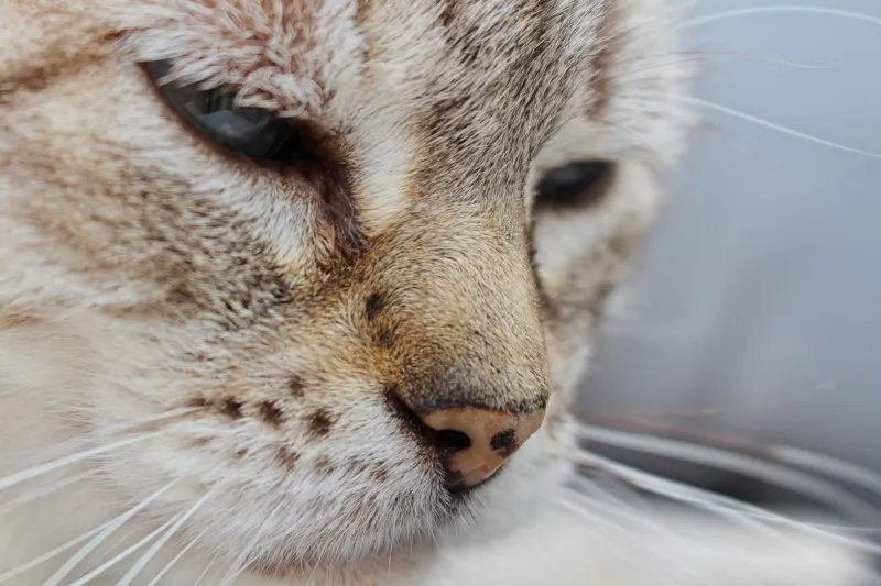 More Than Whiskers: The Hidden Sensory Superpower Built Into Your Cat's Face