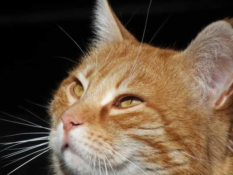 Your Cat Has a Face Like No Other — and California Shelters Are Finally Using That to Bring Them Home