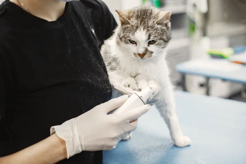 Tiny Organisms, Big Results: How California Researchers Are Rethinking Cat Health From the Inside Out
