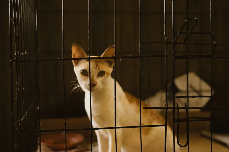 Hidden in Plain Sight: Why the Cats Most Ready for a Home Keep Getting Left Behind