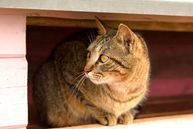 Picked Last: The Behavioral Economics of Why California's Easiest Cats Keep Getting Passed Over