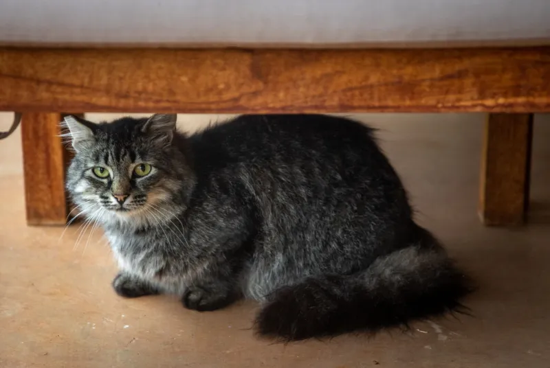 Wired for Danger: The Neuroscience Behind Why Your Rescue Cat Still Can't Fully Trust You