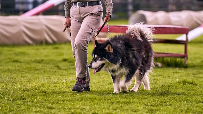 Good Boys Learn From the Cat: How Rescue Cats Are Becoming Secret Weapons for California's Search-and-Rescue Dog Teams