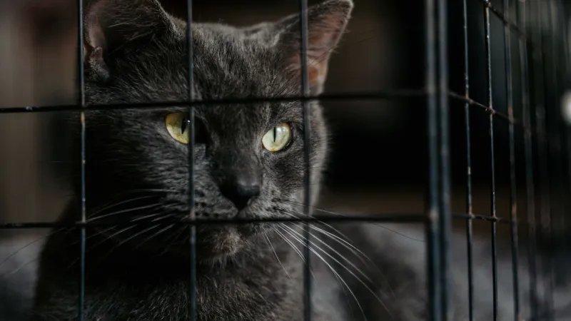 Failing the Test Before the Test Even Starts: How Shelter Behavior Assessments Are Getting California Cats Killed