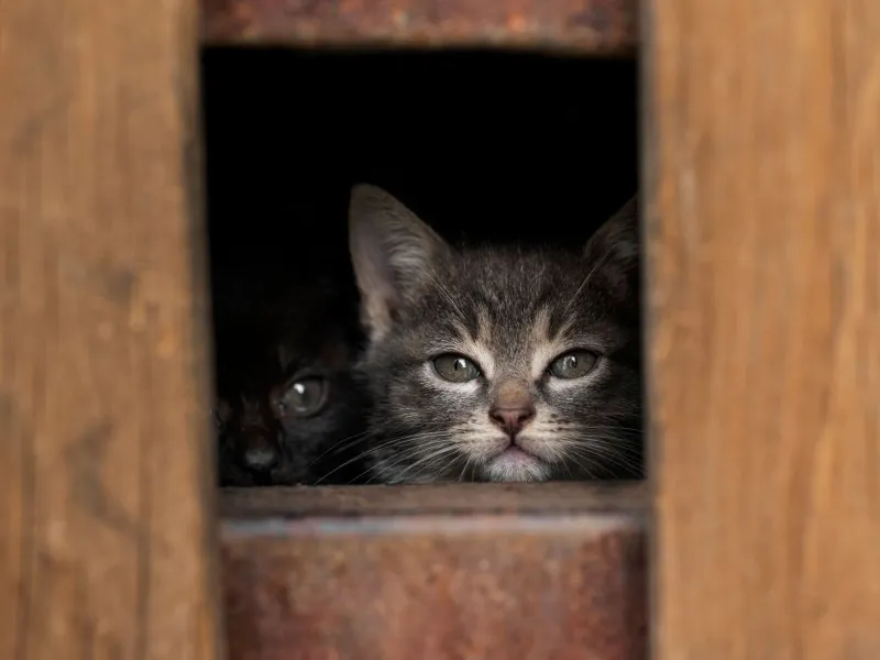 Still Doesn't Mean Safe: The Hidden Science of Why Stressed Cats Shut Down
