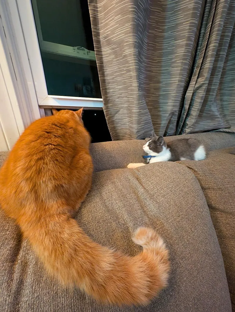 The Shelter Waiting Game: Why California's Friendliest Adult Cats Can't Catch a Break