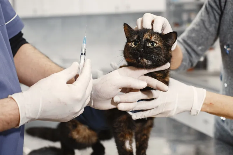 The Pill Problem: What's Really Going On When Your Cat Spits Out Every Medication You Give Them