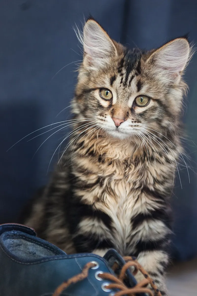 Why Does My Cat Keep Trying to Escape? The Science Behind the Great Doorway Dash