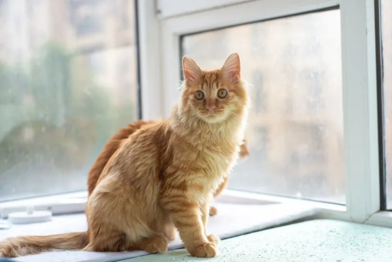 When the Sky Turns Orange: What Wildfire Smoke Is Really Doing to Your Cat's Lungs